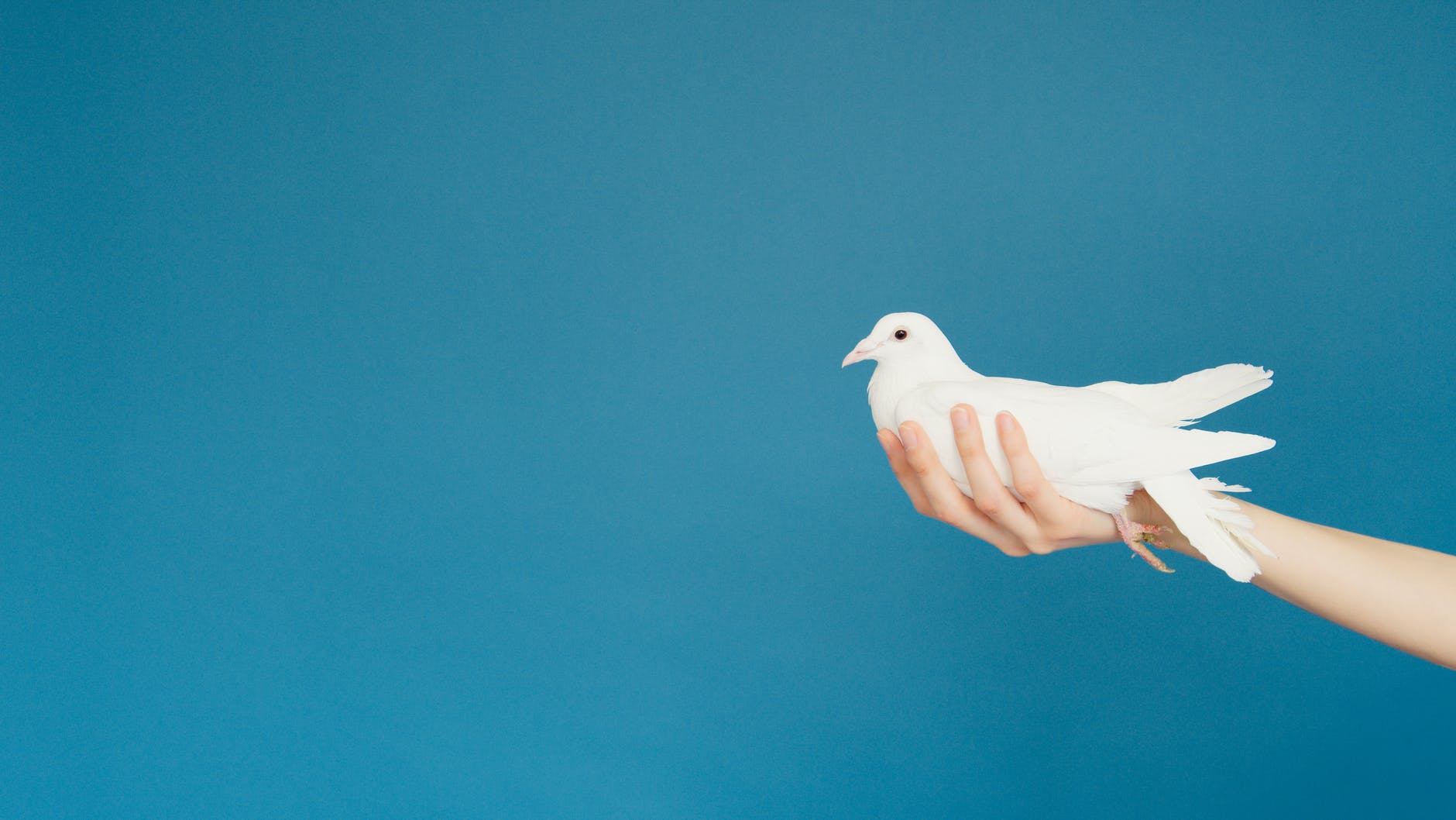 white bird on persons hand